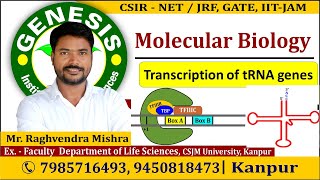 Transcription of tRNA genes  Molecular Biology  CSIR NETJRF  Life science  GATE DBT [upl. by Enyalb]