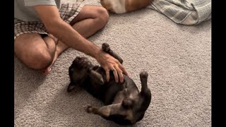 Growling sessions😂dog bulldog frenchie puppy doglover frenchbulldog dogs dogsvideo cute [upl. by Aserehtairam]