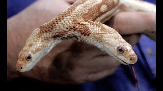 Genetic Mutations  Hidden Secret Nat Geo [upl. by Eluk]