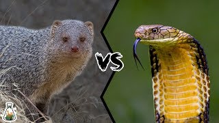 INDIAN GREY MONGOOSE VS KING COBRA  Can mongoose kill King Cobra [upl. by Vance]