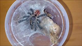 Avicularia variegata vs Mealworm [upl. by Radford776]