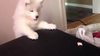 Cutest samoyed puppy wants the candy [upl. by Tallia]