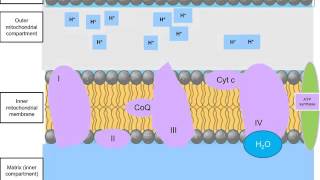 Electron Transport Chain NADH and FADH2 [upl. by Akli]