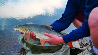 Collingham weir pb barbel 12lb 10oz [upl. by Kauppi72]