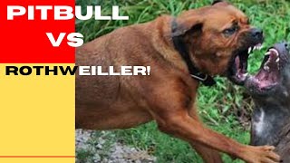 Pitbull Vs Rottweiler Who would win fightt pitbull wildanimals rottweiler doberman doberman [upl. by Cutcliffe]