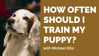 How Often Should I Train My Puppy with Michael Ellis [upl. by Rosenberg]