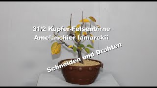 312 KupferFelsenbirne [upl. by Northrup]