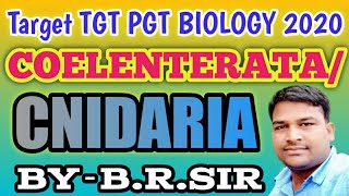 Coelenterata or cnidaria full lecture  Uptgt pgt biology classes  character of coelenterata [upl. by Shargel]