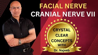 Facial Nerve  Cranial Nerve VII  Neurology  Neuroanatomy🩺 [upl. by Acinehs]