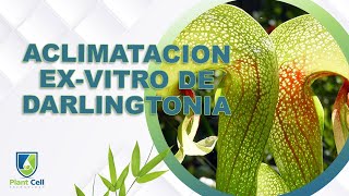 Acclimacion Exvitro de Darlingtonia Californica [upl. by Gifford830]