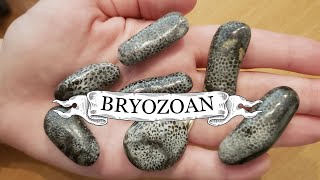 Spotlight on Bryozoans [upl. by Aloel30]