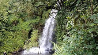 NJIGARI FOREST  Aberdare National Park [upl. by Ellinger]