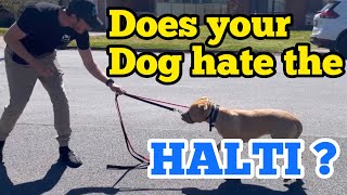 Does your dog hate the Halti Try this [upl. by Ailemac]