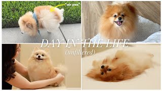 A Day In The Life Of A Pomeranian Family [upl. by Grosberg]