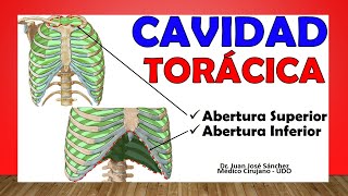 🥇 CAVIDAD TORÁCICA Tórax Óseo ¡Fácil Explicación [upl. by Ardni715]