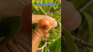 Rain forest plum  Eugenia candolleana exoticfruitplants tropicalfruit Ramanujans garden [upl. by Annorah531]