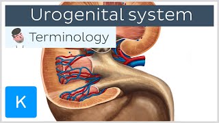 Urogenital system  Anatomical terminology for healthcare professionals  Kenhub [upl. by Sven]