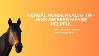 Love Aniseed To Help Your Horses Health Naturally Podcast [upl. by Notserc]