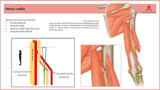 61 Nervio radial Clase de Anatomía Humana de Gray [upl. by Nnahoj]