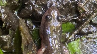 Northern Dusky Salamander Desmognathus fuscus One more salamander found [upl. by Kcirej679]