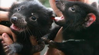 Tasmanian Devil Joeys [upl. by Llerret646]