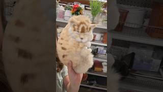 Goodwill Taxidermy Cat thriftstorefinds [upl. by Cecile]