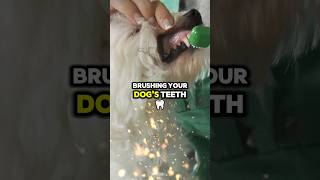 Quick Guide How to Brush Your Dogs Teeth shorts pethealth dog [upl. by Atsyrhc]