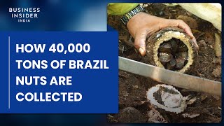 How 40000 Tons Of Brazil Nuts Are Collected Deep In The Amazon Rainforest  Big Business [upl. by Sidalg387]