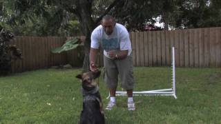 Dog Training amp Care  Solutions to Stop Puppies From Biting [upl. by Marlin]