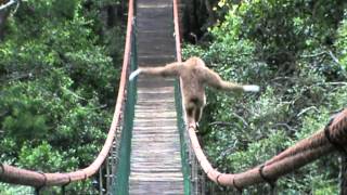 Gibbon on the Monkeyland bridge [upl. by Barram]