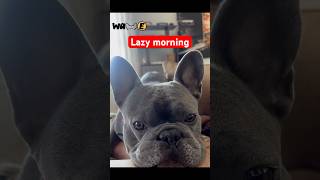 He doesn’t want to get up dog bulldog youtube frenchie lazy subscribe shorts crying [upl. by Darryn]