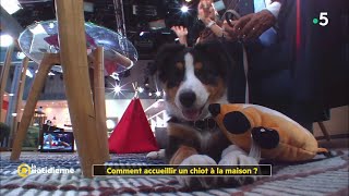 Comment accueillir un chiot à la maison [upl. by Nilekcaj653]