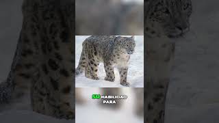 Descubriendo el Irbis El Leopardo de las Nieves curiosidades biodiversidad sabiasque [upl. by Onibla]