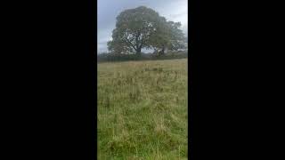 Geordie Hunt Sabs trespassing try to draw hounds towards road [upl. by Rebme867]