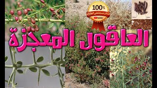 العاقول الشجرة العظيمة Alhagi Maurorum [upl. by Shimberg]