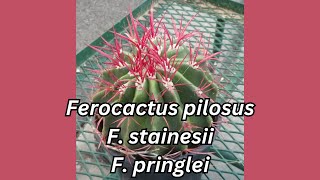 Ferocactus pilosus Also Known as Ferocactus stainesii Part 2 [upl. by Bayard302]