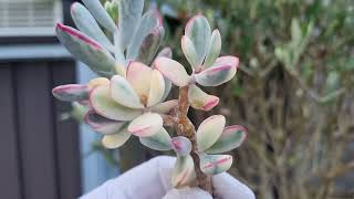 Cotyledon Orbiculata Flanaganii variegated [upl. by Lyrehc]