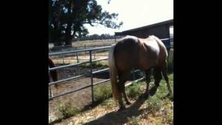 Horseman tips and new web page on abused horses  Rick Gore Horsemanship [upl. by Crandell]