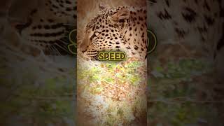 Why Are Cheetahs so FAST🐆 animal animals pet [upl. by Ahsener]