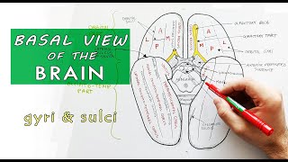 Inferior surface of the brain  Lobes Gyri Sulci  Neuroanatomy [upl. by Audrey]