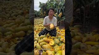 A story of Mango 😔 mango woodworking fruit farming agriculture farmer facts [upl. by Ajax644]