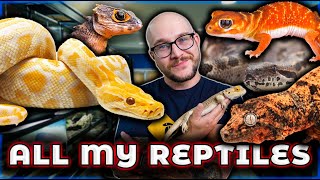 Reptile Room Tour 2024  Over 100 Reptiles [upl. by Aimil]