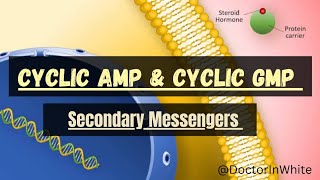 CYCLIC AMP AND CYCLIC GMP  SECONDARY MESSENGERS  cAMP amp cGMP  EXPLANATION  HINGLISH [upl. by Ellertnom]