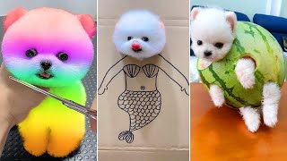 Cute Pomeranian Puppies Doing Funny Things 8  Cute and Funny Dogs 2024  VN Pets [upl. by Jacy649]