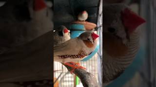 Zebra finch video 🥰💝  Finches 🐥 zebrafinch birds youtubeshorts shorts finch cute yt [upl. by Dunham810]