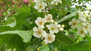 Crataegus pinnatifida hloh peřenoklaný [upl. by Calley904]