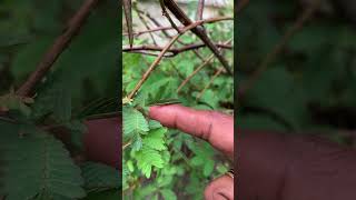 தொடால்சிணுங்கி plant செடி herbal secret health benifittrending herbal indian herbs [upl. by Eltsryk]