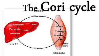 The Cori cycle [upl. by Ashti]