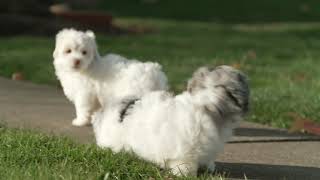 Steve Weavers Shih Tzu  Havanese  Poodle Puppies [upl. by Ardied]