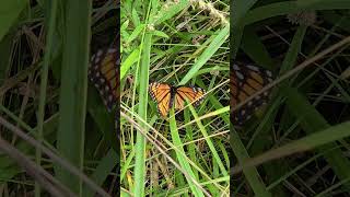 Viceroy Butterfly a Monarch Mimic naturelovers nature wildlife butterfly [upl. by Kcira]